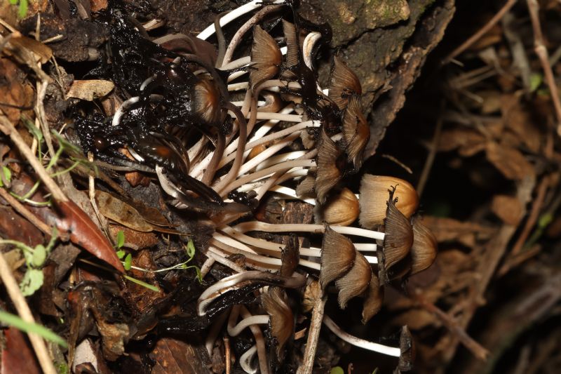 Coprinellus micaceus?